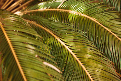 Close-up of palm leaves