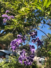 Close-up of purple flowering plants