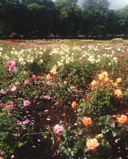 Close-up of flowers blooming in field