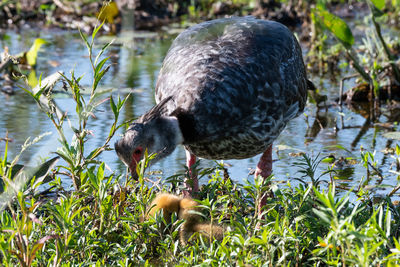 Mallard duck in lake