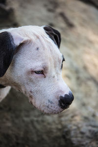 Close-up of a dog looking away