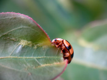 Close-up of insect on leaf