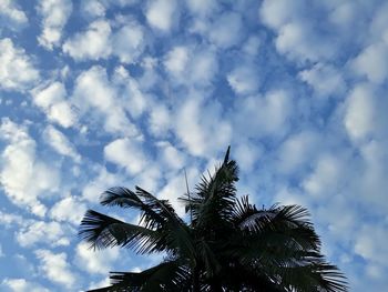 Low angle view of palm tree against cloudy sky