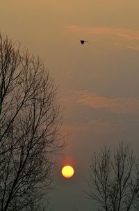 Low angle view of trees against sky during sunset