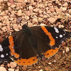 High angle view of butterfly on rock