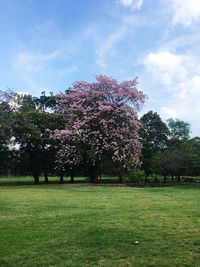 Trees in park against sky