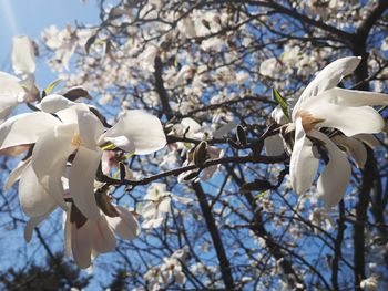 Low angle view of white flowering tree