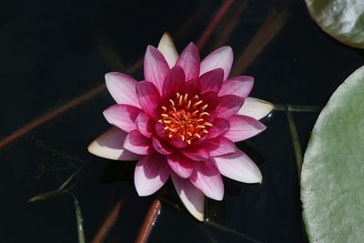 Close-up of pink lotus water lily in pond