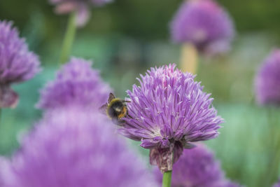 Honey bee on purple flower