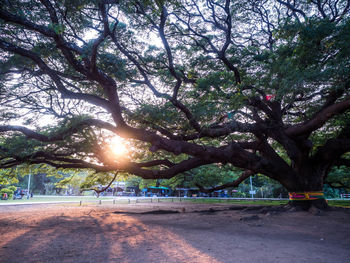 Trees by plants in park
