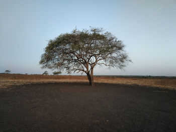 Bare tree on field against clear sky