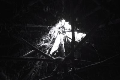 Trees in forest at night