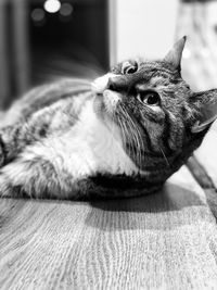 Close-up of a cat resting