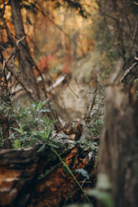 Close-up of spider on tree