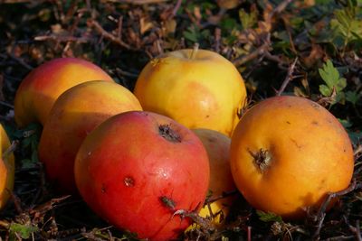 High angle view of apples on field