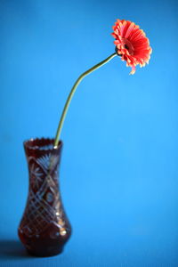 Close-up of red flowering plant against blue background