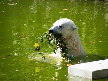 View of duck eating in lake