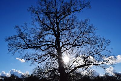 Low angle view of tree against blue sky