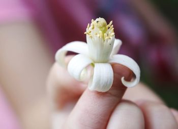 Close-up of hand holding red flower