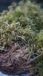 Close-up of plants