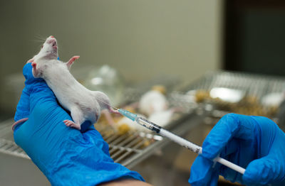 Close-up of a bird on hand