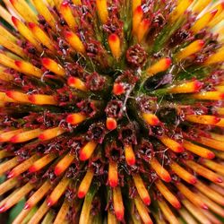 Full frame shot of flowering plant