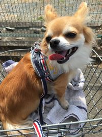 Close-up of dog sitting outdoors