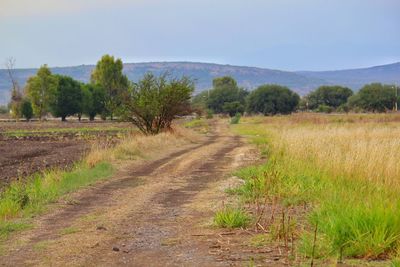 Road amidst trees on field against sky