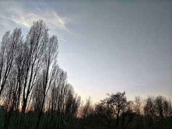 Low angle view of silhouette plants against sky