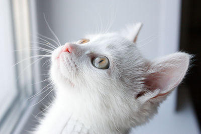 Close-up of cat looking away