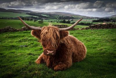 Highland cattle relaxing on grassy field