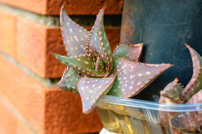 Close-up of succulent plant