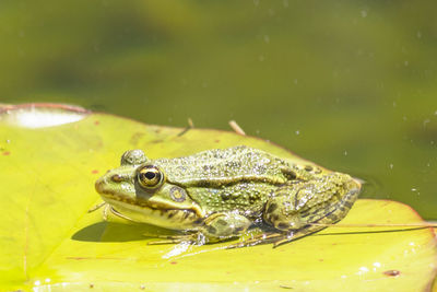 Close-up of turtle swimming in water