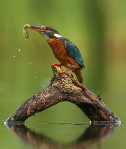 Close-up of bird perching on a lake