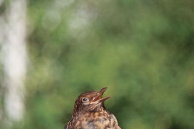 Close-up of a bird