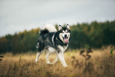 Dog running in a field