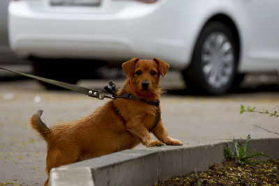 Dog looking away