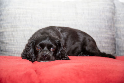 Portrait of black dog relaxing on sofa