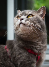 Close-up of cat looking up