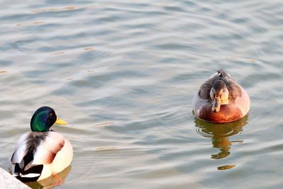 Couple of ducks swimming together.