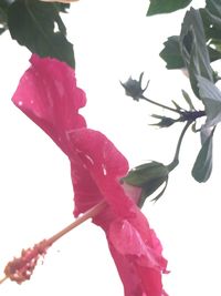 Close-up of pink flower against clear sky