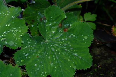 Close-up of wet plant