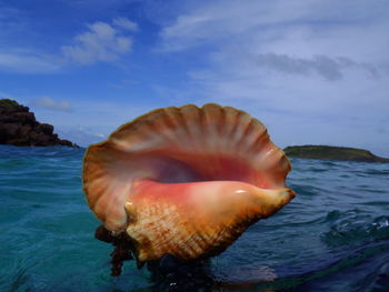 Close-up of jellyfish swimming in sea against sky