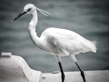 Close-up of bird perching