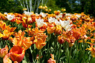 Close-up of tulips blooming in field