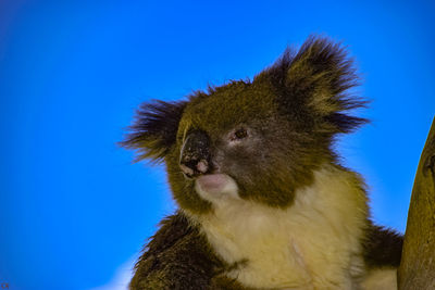 Close-up of an animal