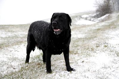 Portrait of black dog on land