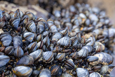 Full frame shot of shells