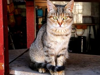 Portrait of cat sitting