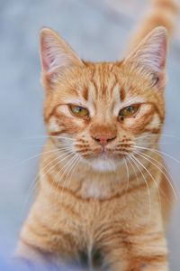 Close-up portrait of cat